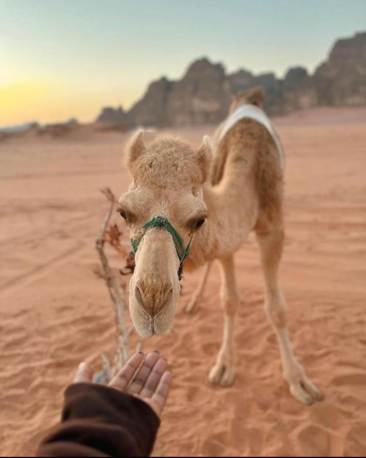 Wadi Rum Desert Camp Exteriör bild