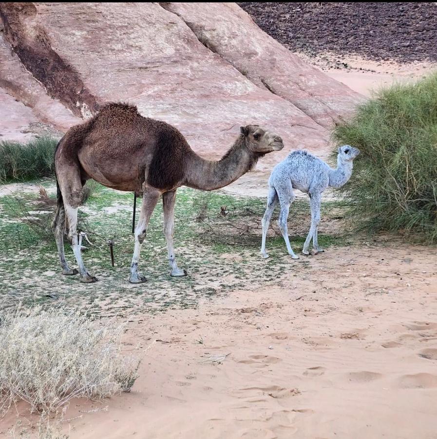 Wadi Rum Desert Camp Exteriör bild